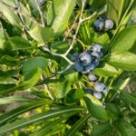 Did you know that you can pick your own organic blueberries in Tennessee? 